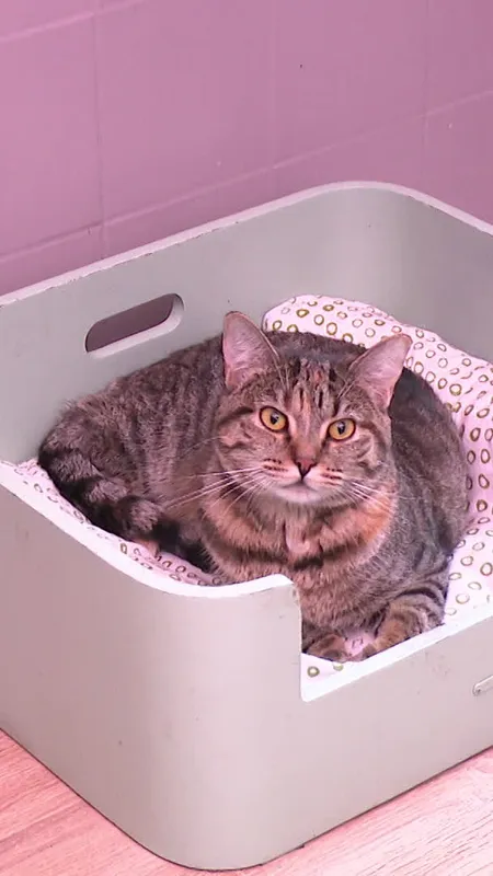 VIDÉO. Face à la saturation des refuges, des familles relais sont recherchées pour accueillir les chats