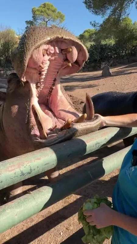 "Je venais déjà quand j'étais petite" : le Parc zoologique de Fréjus ferme définitivement ses portes, les derniers visiteurs sont émus