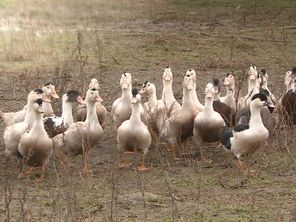 Le risque de grippe aviaire passe de "modéré" à "élevé"