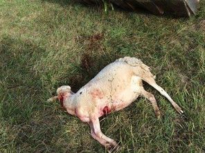 Nouvelle attaque probable de loup dans les Hautes-Alpes