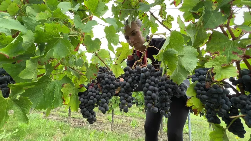 L'heure des vendanges approche, le fruit d'une année de travail