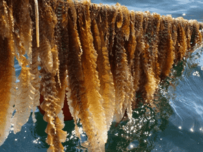 Les algues sont des alliées précieuses pour les océans qui absorbent le carbone et libèrent de l’oxygène. 