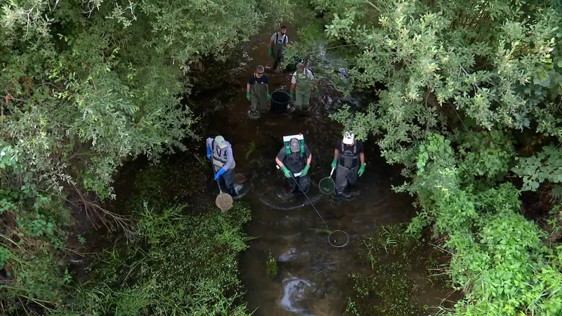 Au cœur de la rivière, une mission pour sauver truites et saumons