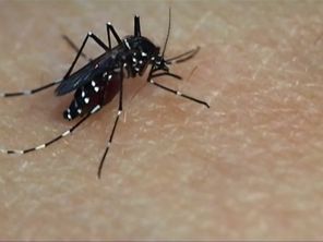 Le moustique tigre est vecteur des virus de la dengue, du chikungunya et du Zika. 