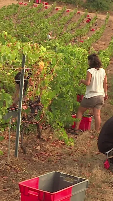 VIDÉO. Vendanges précoces dans le Cap Corse avec 1 mois d'avance