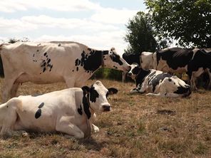 Un pâturage de vaches laitières à Esson (Calvados), en juillet 2026.