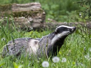 On peut trouver des blaireaux dans les villes comme dans les campagnes.