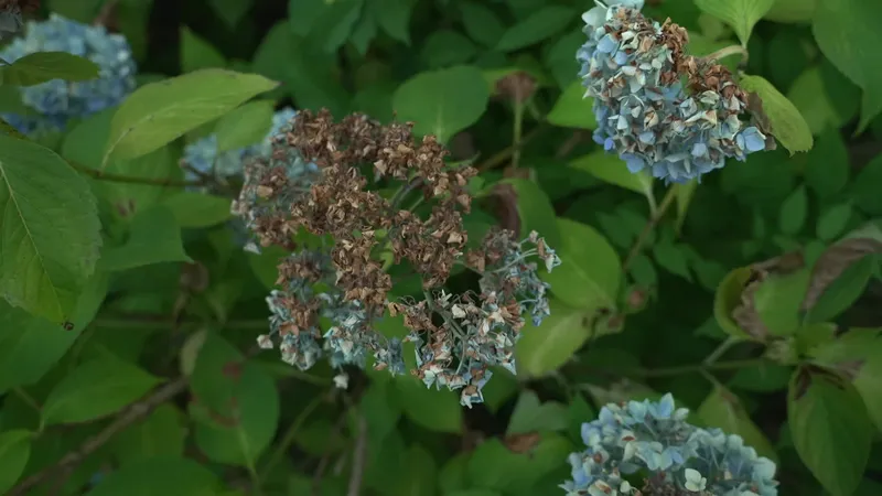 La préfecture de Corrèze a interdit d'arroser son jardin en journée pour limiter l'usage de l'eau.
