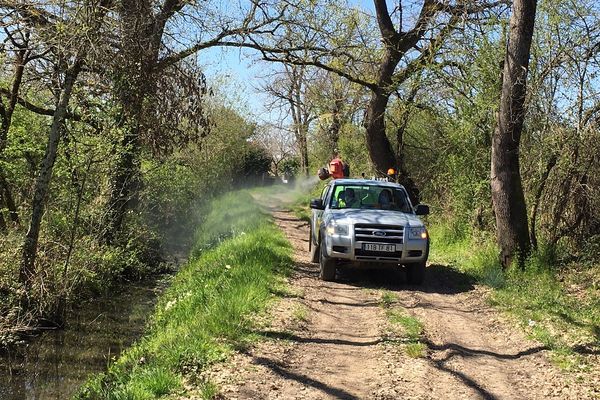 Les services de la mairie de Montauban pulvérisent un larvicide biologique dans les espaces boisés autour de la ville.