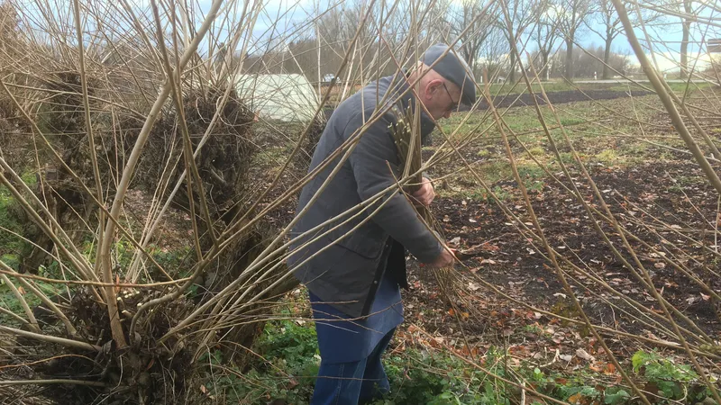 La cueillette des brins de saule commence à l'automne