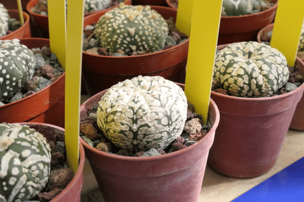 Ces espèces protégées sont la cible privilégiée des trafiquants.