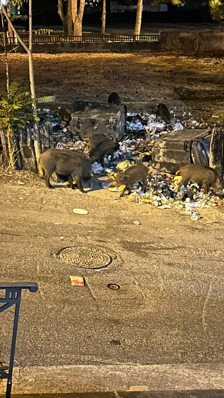 "C'est une porcherie" : le jardin de cette résidence de Marseille envahi par des poubelles et des sangliers