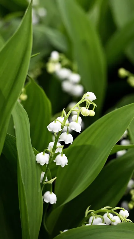 Le muguet, symbole du 1ᵉʳ mai : comment faire pour le conserver longtemps ? 