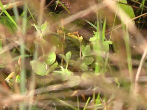 Observation très rare du Millepertuis des marais redécouvert à Wimereux