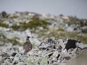 Face à la diminution du nombre de lagopèdes alpins, le Conseil d’Etat a demandé au gouvernement d'en suspendre la chasse pour 5 ans. 
