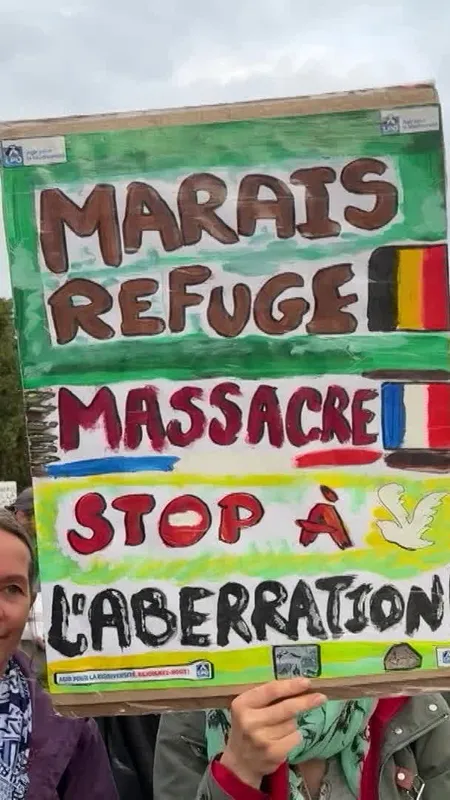 VIDÉO. 500 canards tués en 1h30 : la chasse française fait polémique à la frontière belge