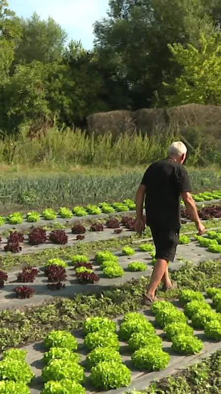 VIDEO. "Je n’ai jamais vu ça" : la chaleur décime les récoltes de ce maraîcher