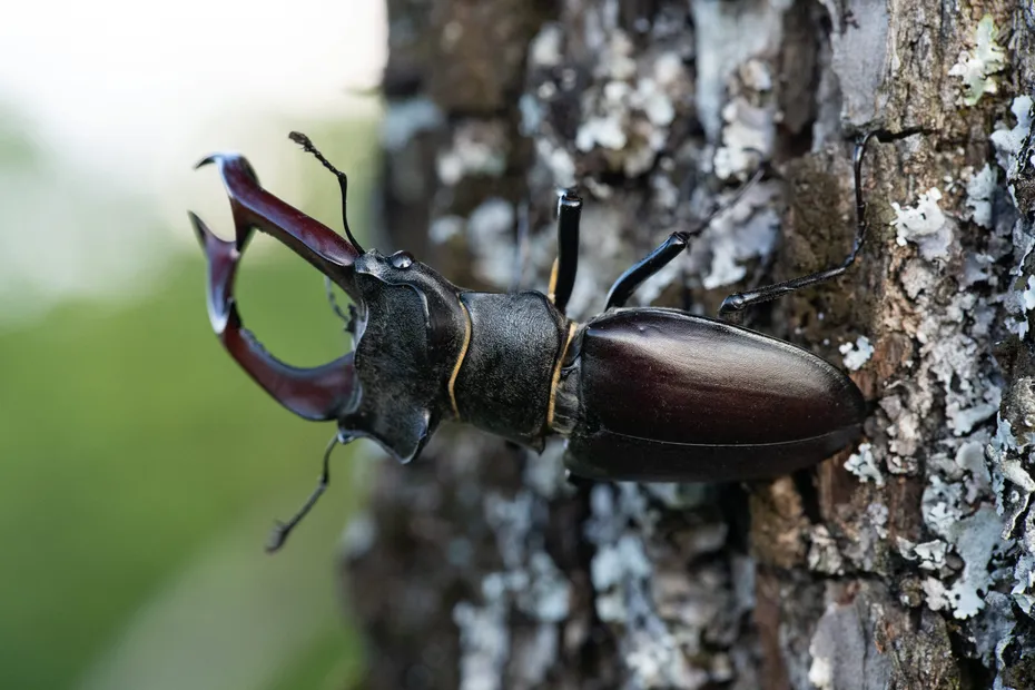 Les secrets des insectes de la for&ecirc;t. "Quand vous &ecirc;tes un papillon de nuit, vous avez int&eacute;r&ecirc;t &agrave; faire profil bas" 