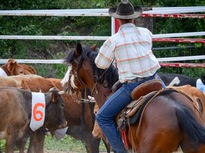 Stefano Baldon cowboy professionnel, aujourd'hui éleveur et entraineur de taureaux.
