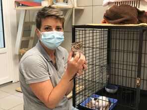 Candidat à l'adoption à la SPA de Quimper