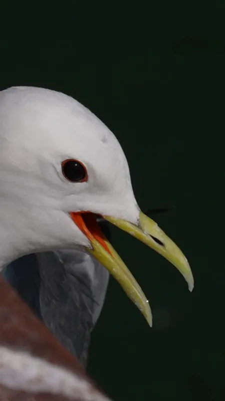 VIDÉO. Menacés à l’échelle mondiale, ces oiseaux marins ont trouvé refuge en pleine ville, une présence urbaine exceptionnelle 