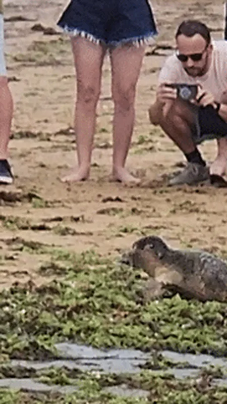 Un bébé phoque s'échoue à Courseulles-sur-Mer, la baignade interrompue