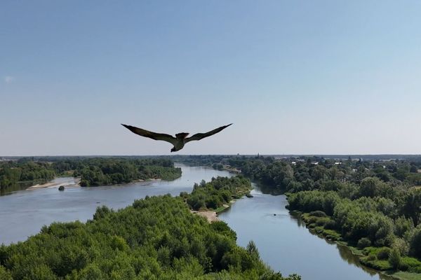 Ce balbuzard pêcheur survole le fleuve royal à l'est du Loir-et-Cher. Le grand migrateur a été vu pour la première fois en Centre-Val de Loire dans les années 80.